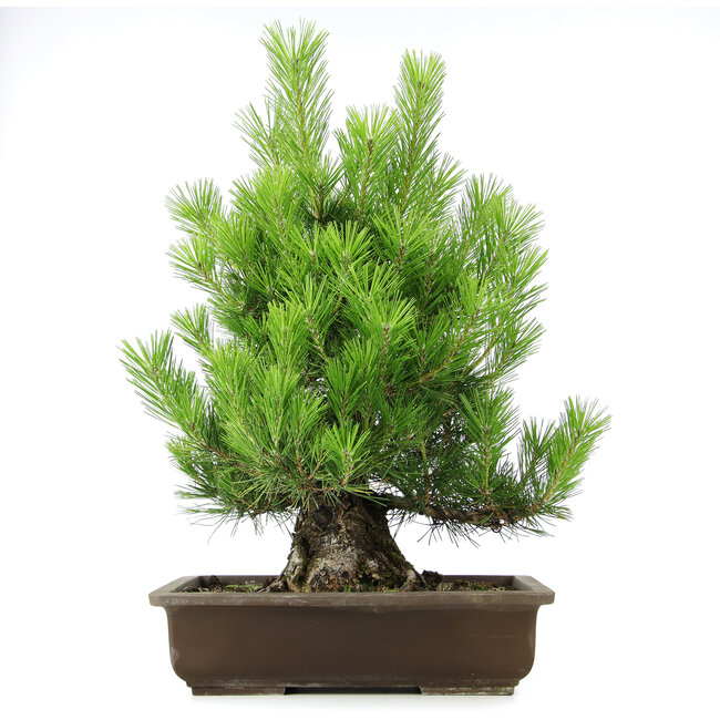 Pinus thunbergii, 61 cm, ± 20 Jahre alt