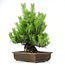 Pinus thunbergii, 61 cm, ± 20 years old