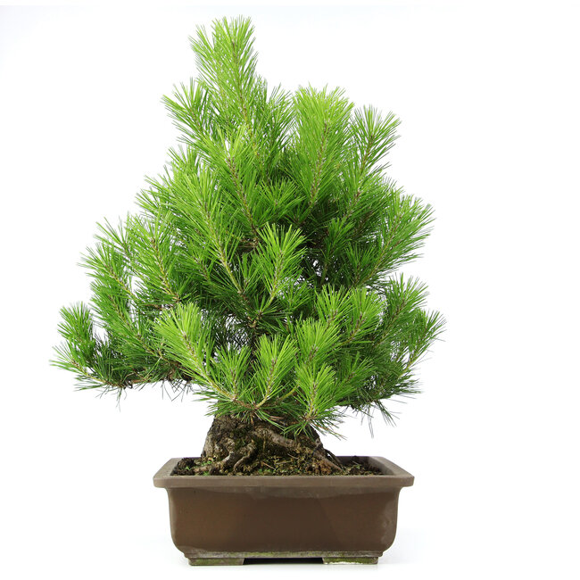 Pinus thunbergii, 61 cm, ± 20 anni