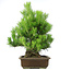 Pinus thunbergii, 61 cm, ± 20 ans