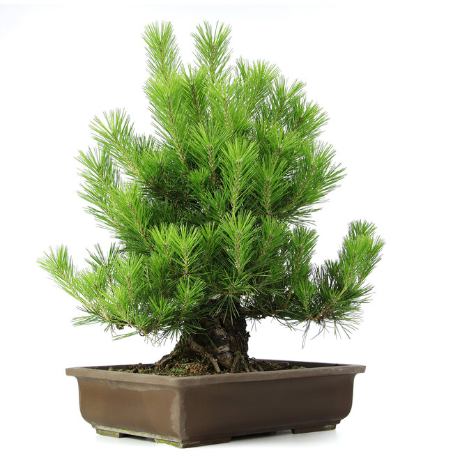 Pinus thunbergii, 61 cm, ± 20 Jahre alt