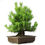 Pinus thunbergii, 61 cm, ± 20 years old