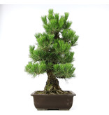 Pinus thunbergii, 62 cm, ± 20 jaar oud