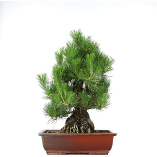 Pinus thunbergii, 50 cm, ± 20 jaar oud
