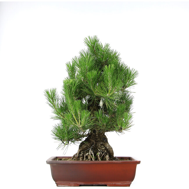 Pinus thunbergii, 50 cm, ± 20 anni, in una vaso con una scheggiatura del bordo