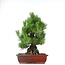 Pinus thunbergii, 50 cm, ± 20 years old, in a pot with a chip of the edge