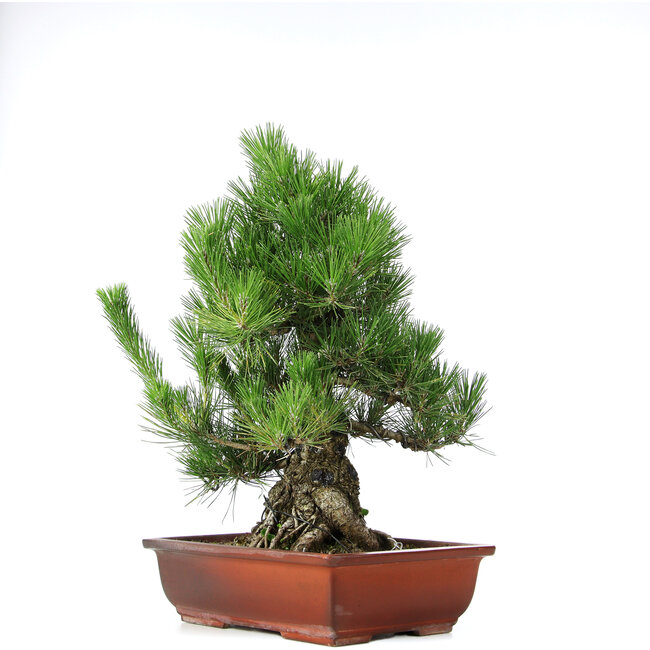 Pinus thunbergii, 50 cm, ± 20 jaar oud, in een pot met een chip van de rand