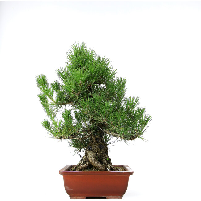 Pinus thunbergii, 50 cm, ± 20 Jahre alt, in einem Topf mit einem Randabplatzer