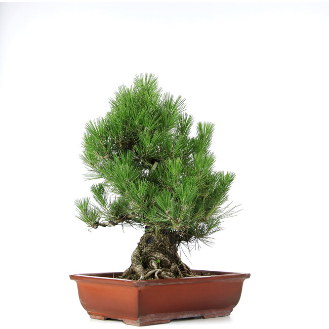 Pinus thunbergii, 50 cm, ± 20 Jahre alt, in einem Topf mit einem Randabplatzer
