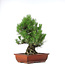 Pinus thunbergii, 50 cm, ± 20 years old, in a pot with a chip of the edge