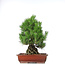 Pinus thunbergii, 50 cm, ± 20 years old, in a pot with a chip of the edge