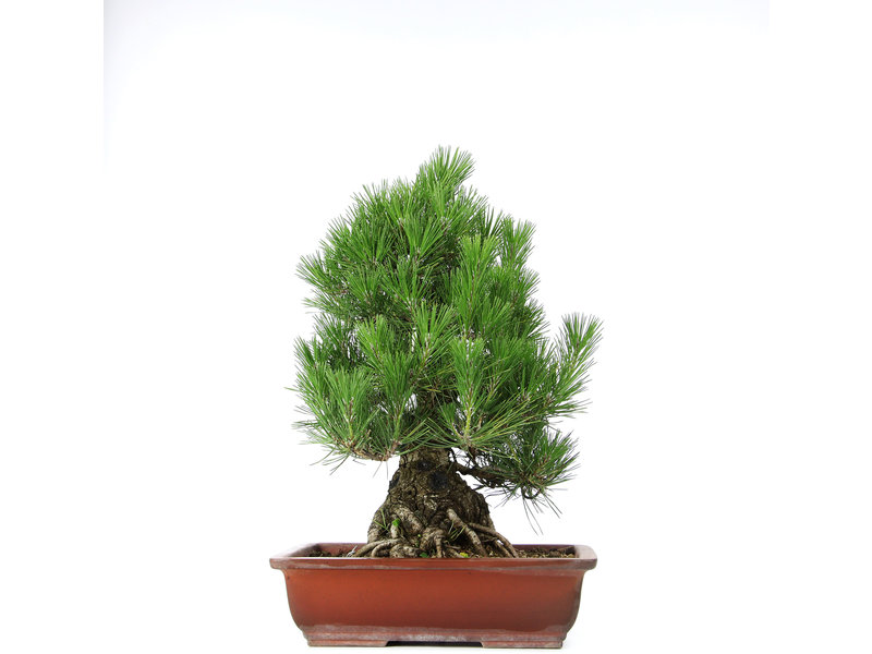 Pinus thunbergii, 50 cm, ± 20 jaar oud, in een pot met een chip van de rand