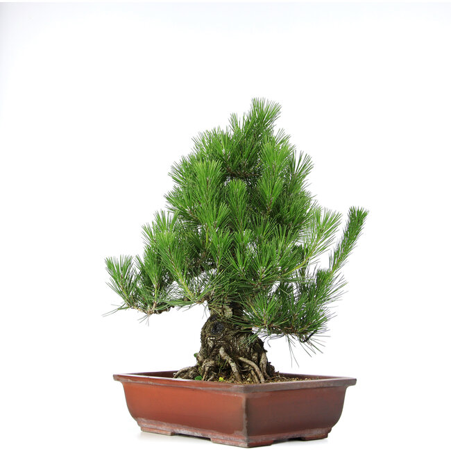 Pinus thunbergii, 50 cm, ± 20 years old, in a pot with a chip of the edge