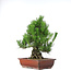 Pinus thunbergii, 50 cm, ± 20 years old, in a pot with a chip of the edge