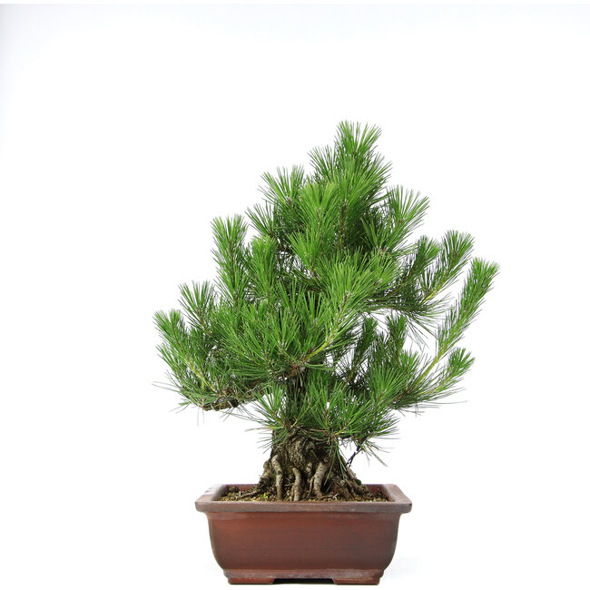 Pinus thunbergii, 50 cm, ± 20 ans, en pot avec un éclat du bord