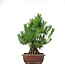 Pinus thunbergii, 50 cm, ± 20 jaar oud, in een pot met een chip van de rand
