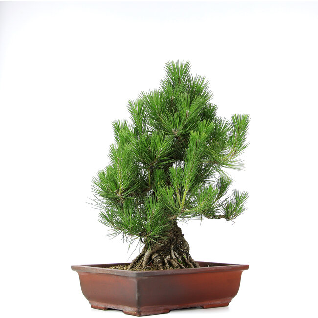 Pinus thunbergii, 50 cm, ± 20 years old, in a pot with a chip of the edge