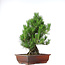 Pinus thunbergii, 50 cm, ± 20 years old, in a pot with a chip of the edge