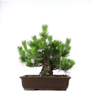 Pinus thunbergii, 46 cm, ± 20 years old