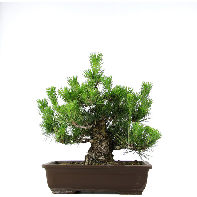 Pinus thunbergii, 46 cm, ± 20 anni