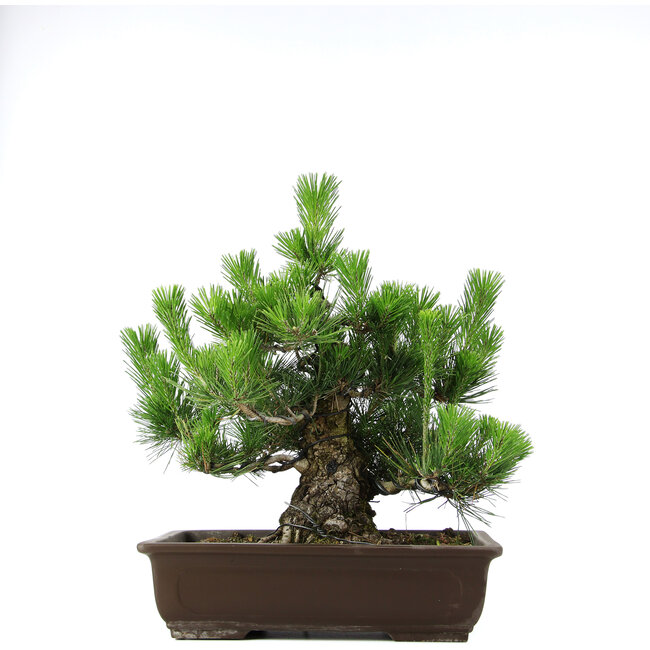 Pinus thunbergii, 46 cm, ± 20 jaar oud