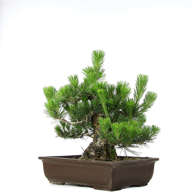 Pinus thunbergii, 46 cm, ± 20 anni