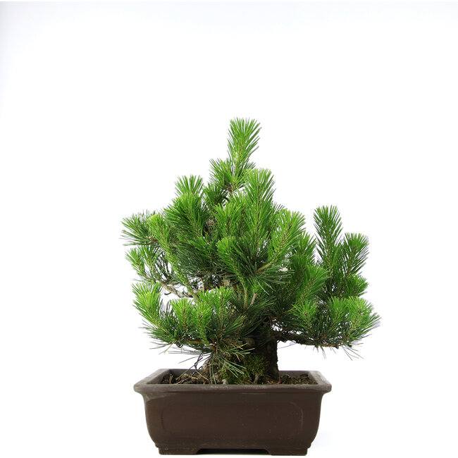 Pinus thunbergii, 46 cm, ± 20 ans