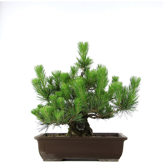 Pinus thunbergii, 46 cm, ± 20 Jahre alt