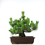 Pinus thunbergii, 46 cm, ± 20 years old