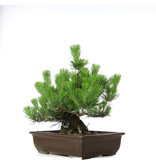 Pinus thunbergii, 46 cm, ± 20 jaar oud
