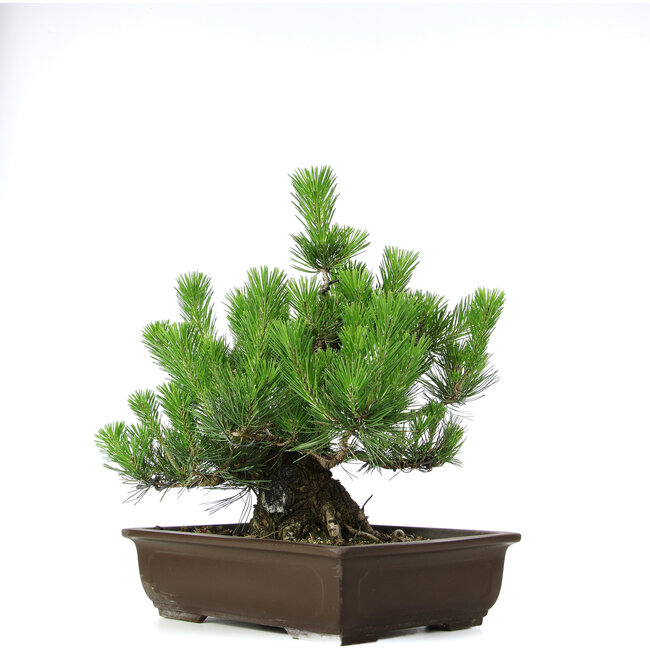 Pinus thunbergii, 46 cm, ± 20 years old