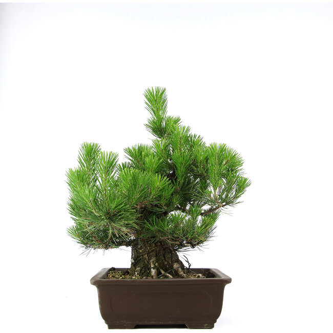 Pinus thunbergii, 46 cm, ± 20 Jahre alt