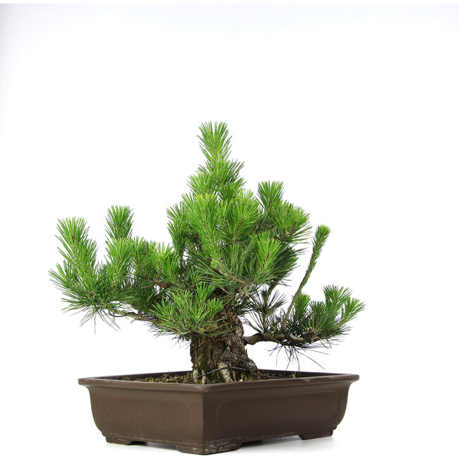 Pinus thunbergii, 46 cm, ± 20 años