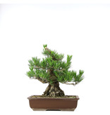Pinus thunbergii, 37 cm, ± 20 jaar oud