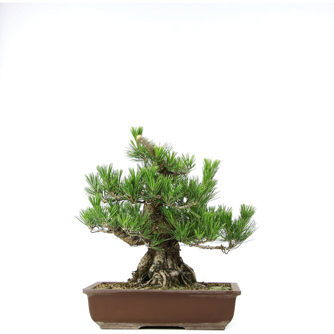 Pinus thunbergii, 37 cm, ± 20 jaar oud