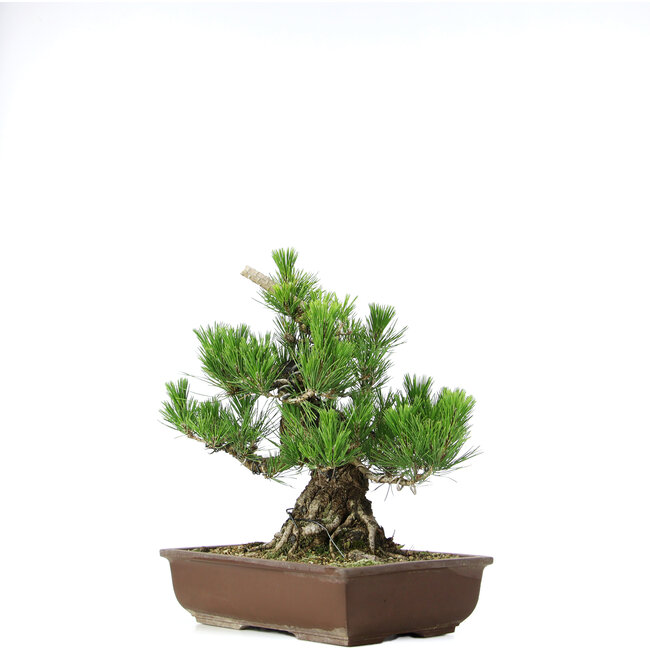 Pinus thunbergii, 37 cm, ± 20 ans