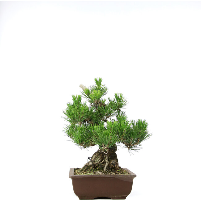 Pinus thunbergii, 37 cm, ± 20 jaar oud