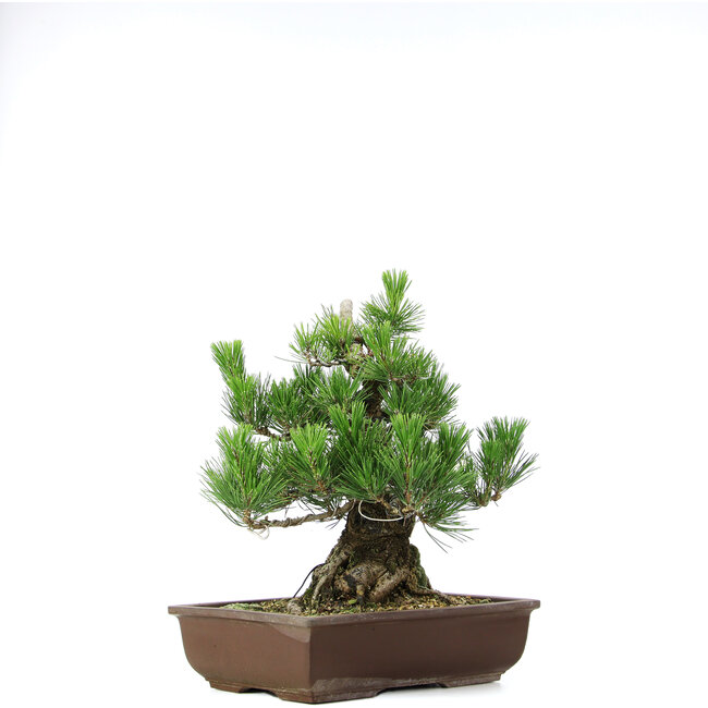Pinus thunbergii, 37 cm, ± 20 años