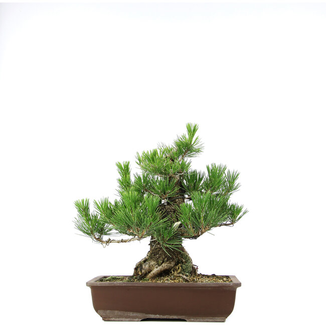 Pinus thunbergii, 37 cm, ± 20 anni
