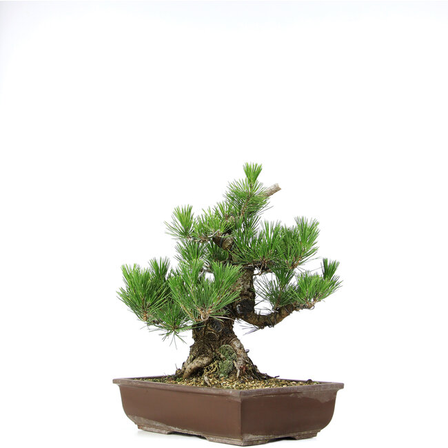 Pinus thunbergii, 37 cm, ± 20 anni