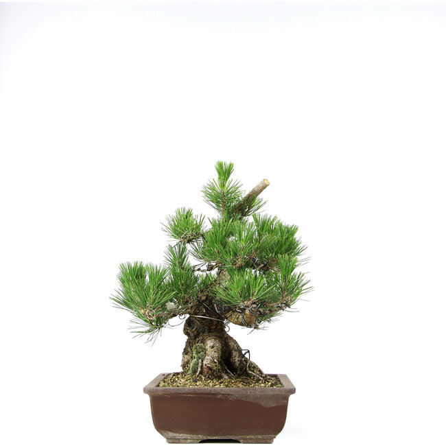 Pinus thunbergii, 37 cm, ± 20 ans
