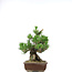 Pinus thunbergii, 37 cm, ± 20 years old