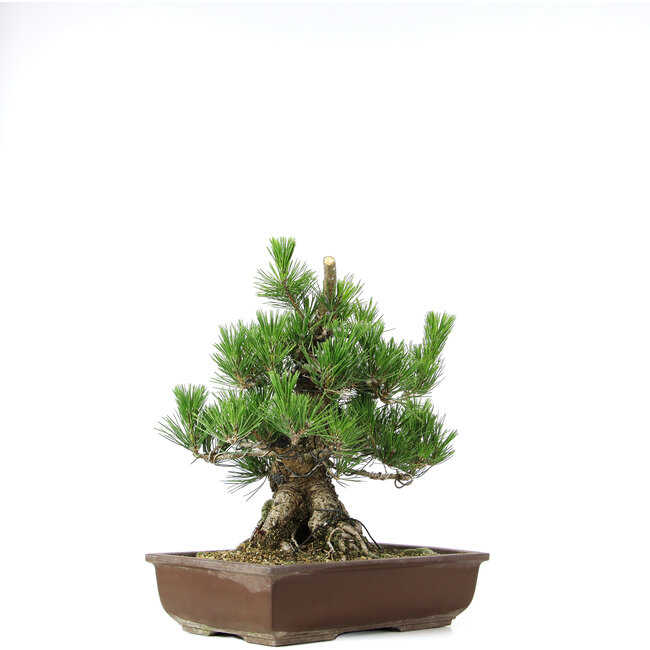 Pinus thunbergii, 37 cm, ± 20 Jahre alt