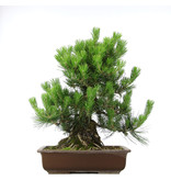 Pinus thunbergii, 53 cm, ± 20 jaar oud