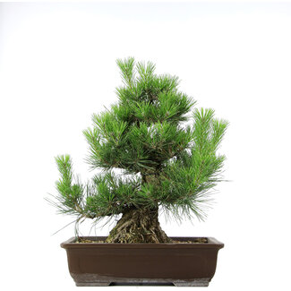 Pinus thunbergii, 49,5 cm, ± 20 jaar oud