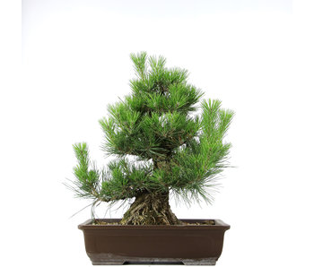 Pinus thunbergii, 49,5 cm, ± 20 jaar oud