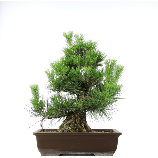 Pinus thunbergii, 49,5 cm, ± 20 jaar oud