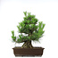 Pinus thunbergii, 49,5 cm, ± 20 anni