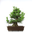 Pinus thunbergii, 49,5 cm, ± 20 years old