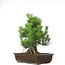 Pinus thunbergii, 49,5 cm, ± 20 jaar oud